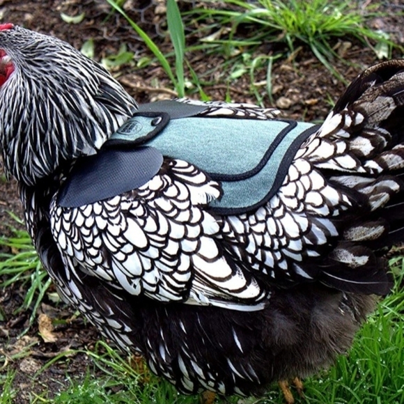 Premium Chicken Saddle Adjustable Straps Suit Small Medium and Large Hens - Picture 6 of 6